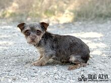 MINKY, Hund, Mischlingshund in Slowakische Republik - Bild 4
