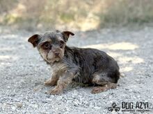 MINKY, Hund, Mischlingshund in Slowakische Republik - Bild 5