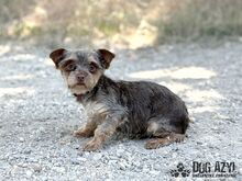 MINKY, Hund, Mischlingshund in Slowakische Republik - Bild 6