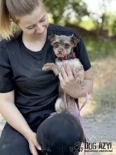 MINKY, Hund, Mischlingshund in Slowakische Republik - Bild 7