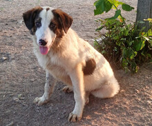 BALDUR, Hund, Mischlingshund in Griechenland - Bild 1