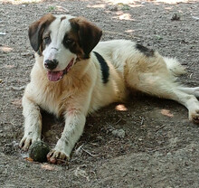 BALDUR, Hund, Mischlingshund in Griechenland - Bild 2