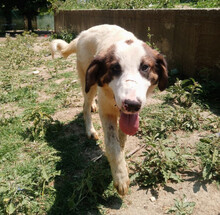BALDUR, Hund, Mischlingshund in Griechenland - Bild 3
