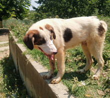 BALDUR, Hund, Mischlingshund in Griechenland - Bild 4