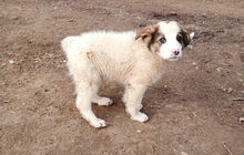 BALDUR, Hund, Mischlingshund in Griechenland - Bild 5