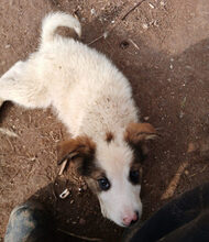 BALDUR, Hund, Mischlingshund in Griechenland - Bild 6