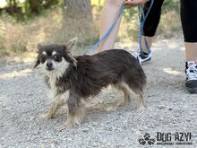CHOCKITA, Hund, Mischlingshund in Slowakische Republik - Bild 1