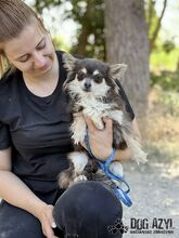 CHOCKITA, Hund, Mischlingshund in Slowakische Republik - Bild 2