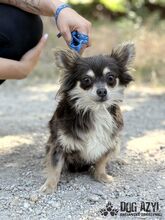 CHOCKITA, Hund, Mischlingshund in Slowakische Republik - Bild 3