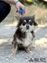 CHOCKITA, Hund, Mischlingshund in Slowakische Republik - Bild 4