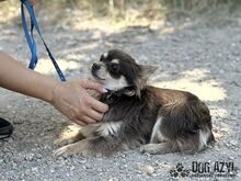 CHOCKITA, Hund, Mischlingshund in Slowakische Republik - Bild 5
