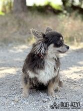 CHOCKITA, Hund, Mischlingshund in Slowakische Republik - Bild 6