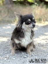 CHOCKITA, Hund, Mischlingshund in Slowakische Republik - Bild 7