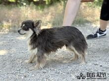CHOCKITA, Hund, Mischlingshund in Slowakische Republik - Bild 8