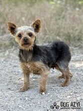TWERKY, Hund, Mischlingshund in Slowakische Republik - Bild 1