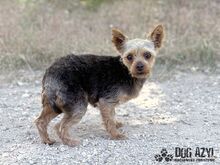 TWERKY, Hund, Mischlingshund in Slowakische Republik - Bild 2
