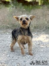 TWERKY, Hund, Mischlingshund in Slowakische Republik - Bild 3