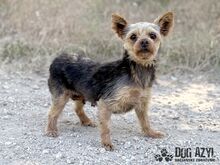 TWERKY, Hund, Mischlingshund in Slowakische Republik - Bild 4