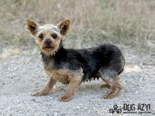 TWERKY, Hund, Mischlingshund in Slowakische Republik - Bild 5