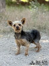 TWERKY, Hund, Mischlingshund in Slowakische Republik - Bild 6