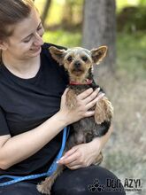 TWERKY, Hund, Mischlingshund in Slowakische Republik - Bild 7