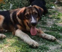THORIN, Hund, Mischlingshund in Griechenland - Bild 1