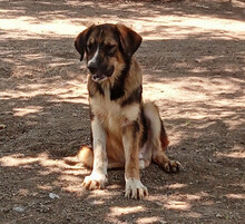 THORIN, Hund, Mischlingshund in Griechenland - Bild 2