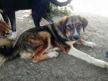 THORIN, Hund, Mischlingshund in Griechenland - Bild 3