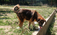 THORIN, Hund, Mischlingshund in Griechenland - Bild 4