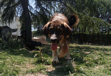 THORIN, Hund, Mischlingshund in Griechenland - Bild 5