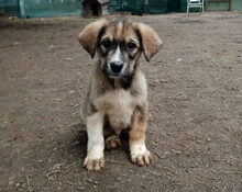 THORIN, Hund, Mischlingshund in Griechenland - Bild 6