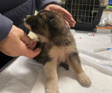 THORIN, Hund, Mischlingshund in Griechenland - Bild 7