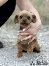 WINKY, Hund, Mischlingshund in Slowakische Republik - Bild 2