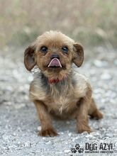 WINKY, Hund, Mischlingshund in Slowakische Republik - Bild 3