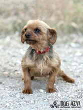 WINKY, Hund, Mischlingshund in Slowakische Republik - Bild 4