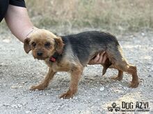 WINKY, Hund, Mischlingshund in Slowakische Republik - Bild 5