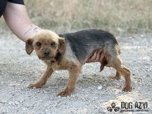 WINKY, Hund, Mischlingshund in Slowakische Republik - Bild 6