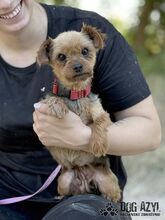 WINKY, Hund, Mischlingshund in Slowakische Republik - Bild 8