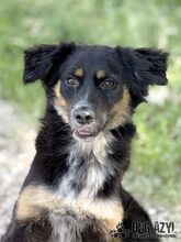 MAHOGANI, Hund, Mischlingshund in Slowakische Republik - Bild 1