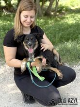 MAHOGANI, Hund, Mischlingshund in Slowakische Republik - Bild 10