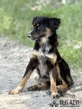 MAHOGANI, Hund, Mischlingshund in Slowakische Republik - Bild 2