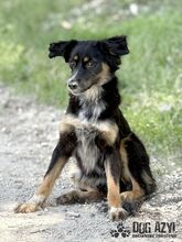 MAHOGANI, Hund, Mischlingshund in Slowakische Republik - Bild 3