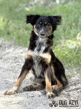 MAHOGANI, Hund, Mischlingshund in Slowakische Republik - Bild 4