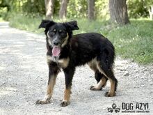 MAHOGANI, Hund, Mischlingshund in Slowakische Republik - Bild 6