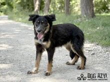 MAHOGANI, Hund, Mischlingshund in Slowakische Republik - Bild 7