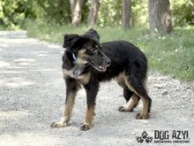 MAHOGANI, Hund, Mischlingshund in Slowakische Republik - Bild 8
