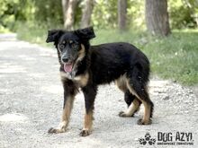 MAHOGANI, Hund, Mischlingshund in Slowakische Republik - Bild 9