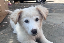 BIANCA, Hund, Maremmano-Mischling in Italien - Bild 1