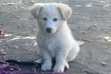 BIANCA, Hund, Maremmano-Mischling in Italien - Bild 2