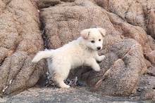 BIANCA, Hund, Maremmano-Mischling in Italien - Bild 3